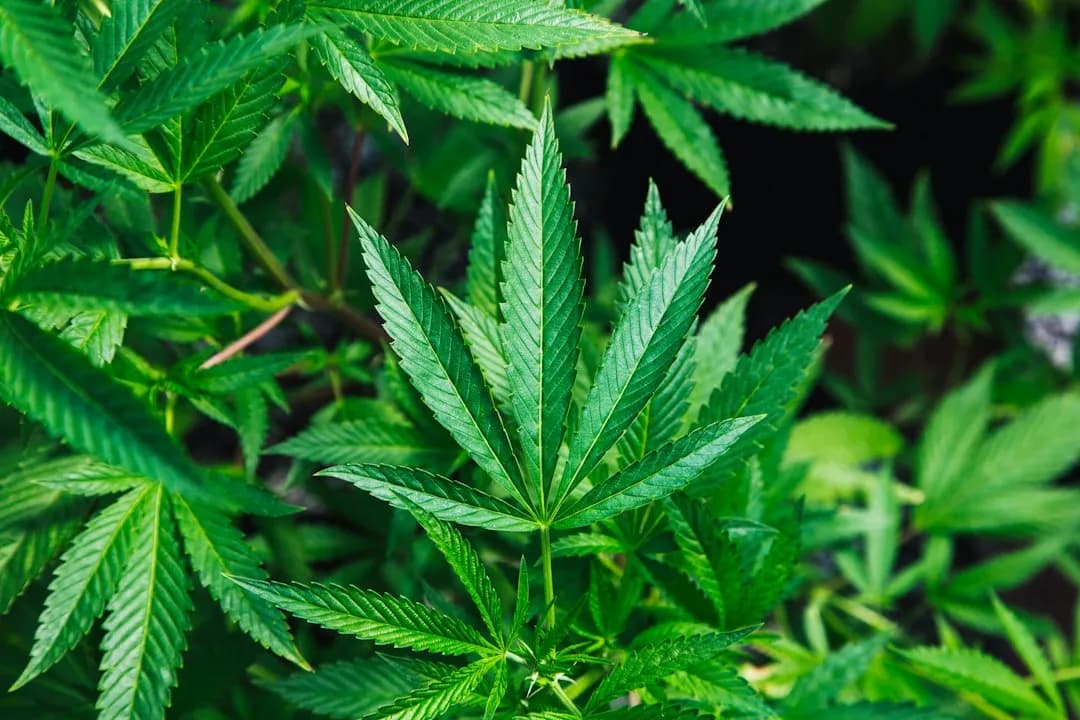 Different types of cannabis strains: indica, sativa, hybrid - cannabis strains