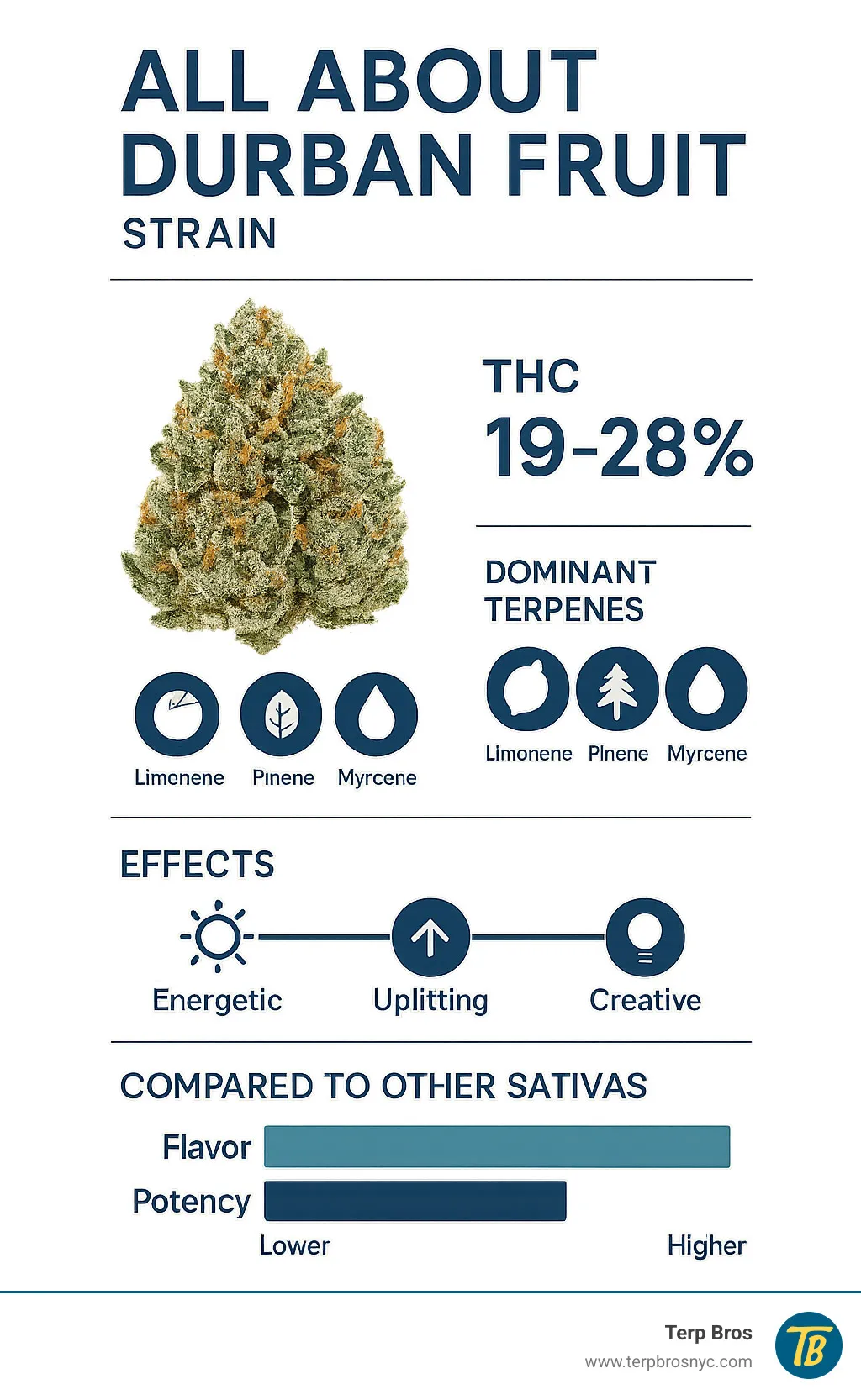 Detailed infographic showing Durban Fruit strain characteristics including THC percentage, dominant terpenes, effects timeline, and comparison to other sativa strains - durban fruit strain infographic
