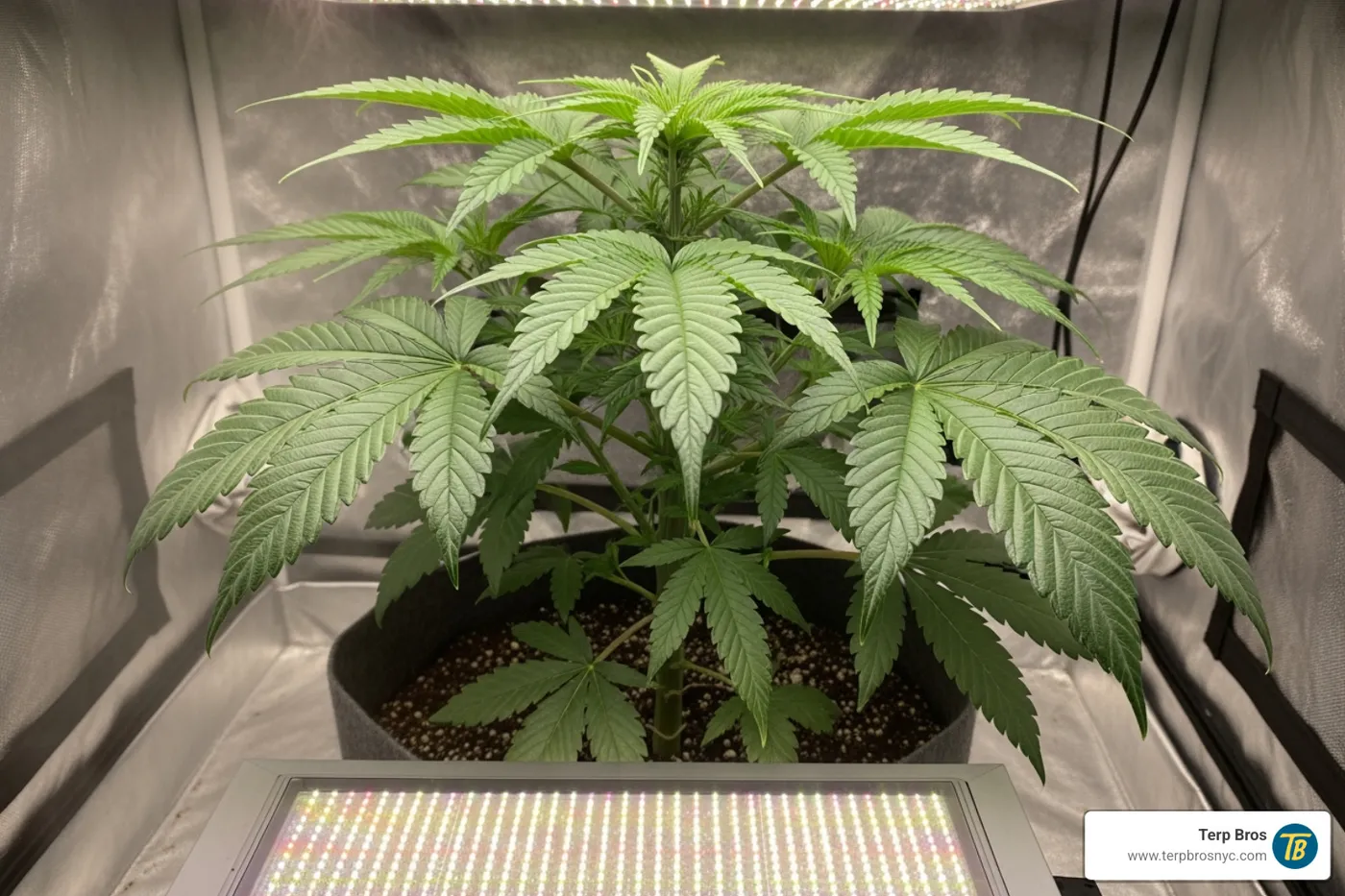 Healthy cannabis plant in the vegetative stage, suitable for indoor growing in New York. Alt text: Lush Durban Fruit cannabis plant in vegetative stage, thriving indoors in New York. - durban fruit strain