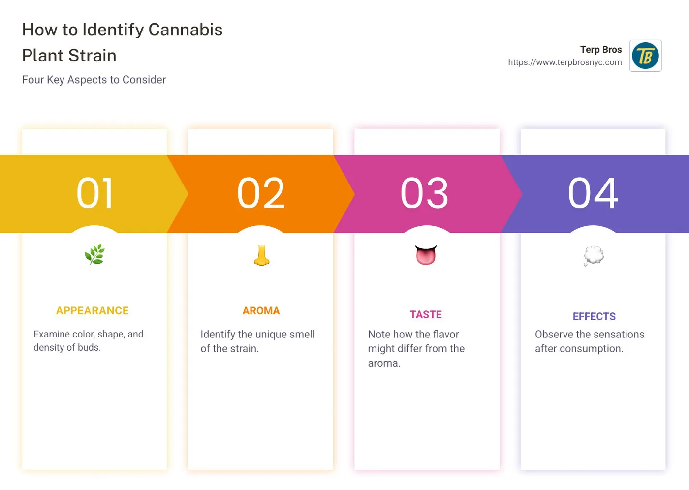 Detailed infographic on identifying cannabis plant strain - how to identify cannabis plant strain infographic pillar-4-steps