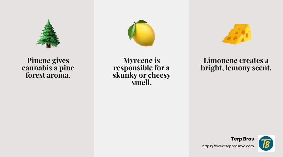Understanding Cannabis Terpenes: A Guide by Terp Bros - how to identify cannabis plant strain infographic 3_facts_emoji_grey