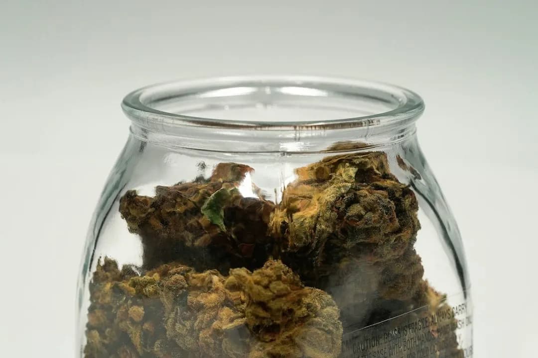 Sweet BB Haze cannabis flower in a jar, highlighting its bud structure and color. - sweet bb haze strain