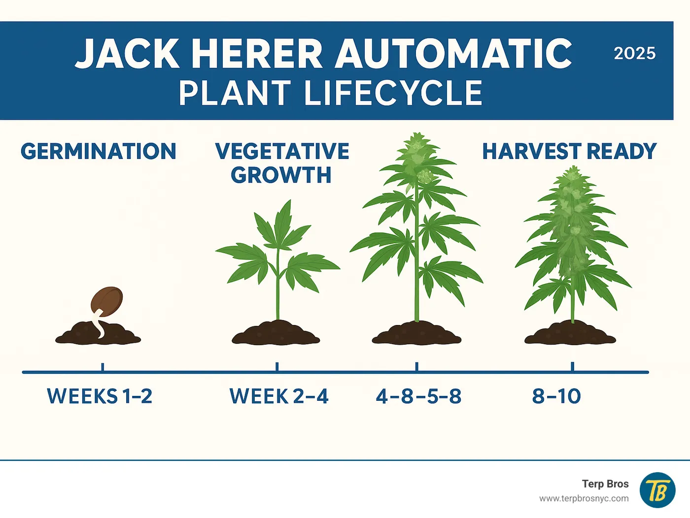 Detailed infographic showing Jack Herer Automatic plant lifecycle from germination through vegetative stage to flowering and harvest, including timeline markers at weeks 1-2 (germination), weeks 2-4 (vegetative growth), weeks 4-8 (flowering), and weeks 8-10 (harvest ready), with illustrations of plant development stages - jack herer automatic infographic