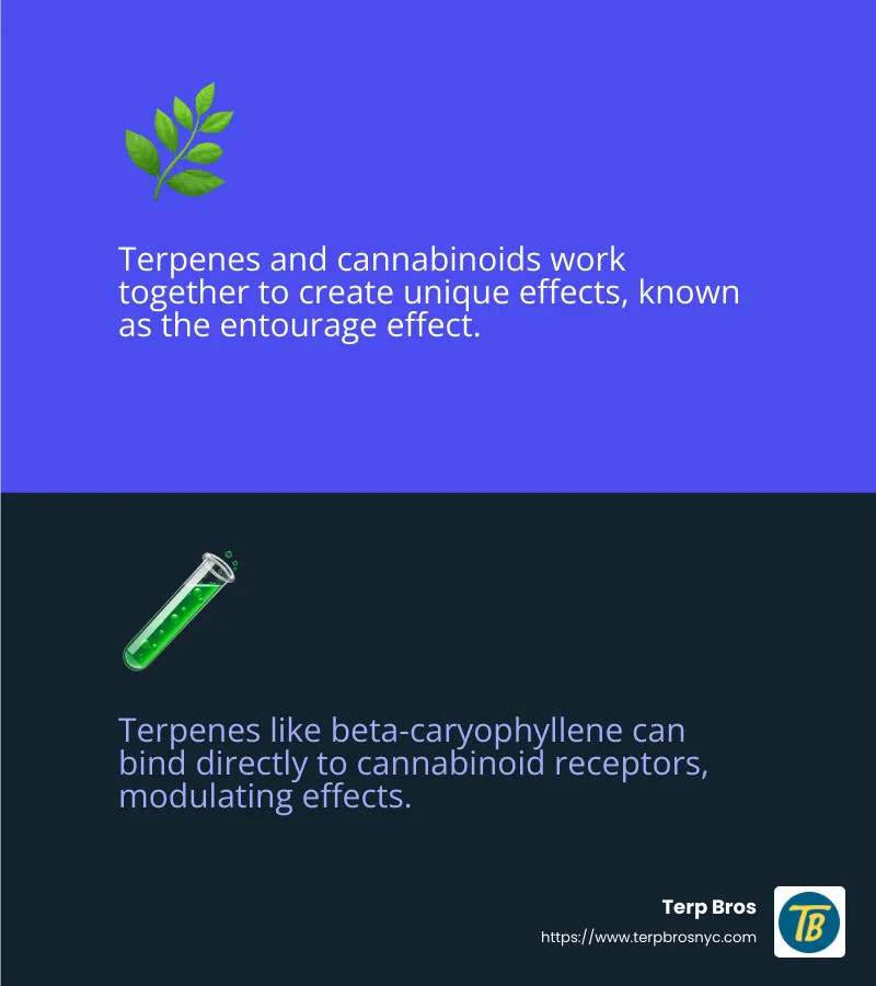 Terp Bros cannabis guide illustration