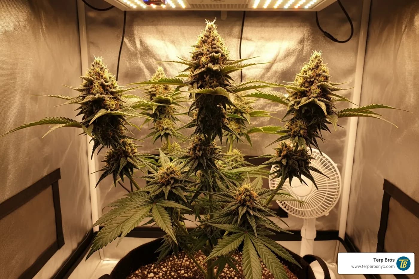 Healthy, compact Cherry Zoap autoflower plant growing indoors - cherry zoap