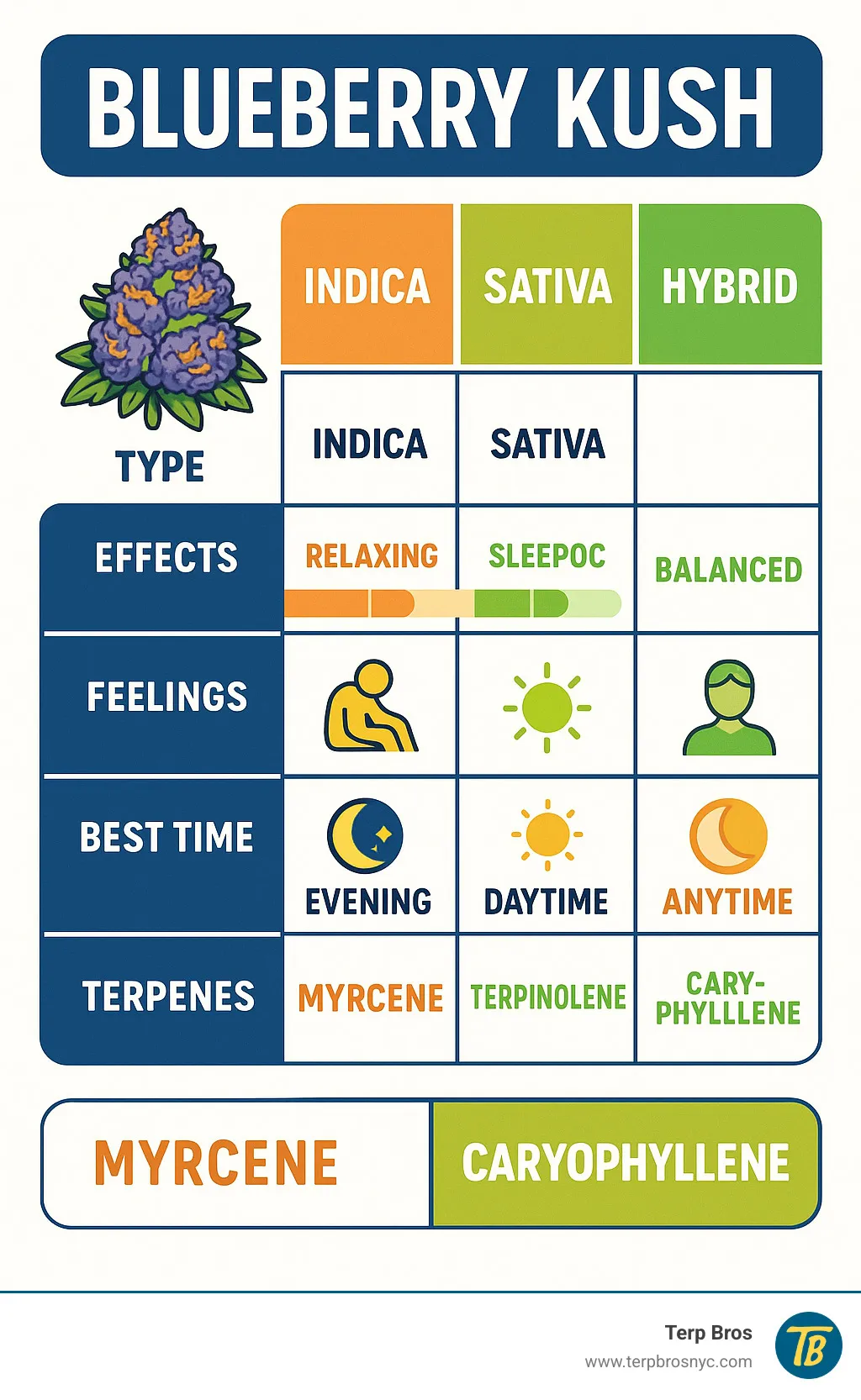 Comprehensive comparison chart showing Blueberry Kush's indica characteristics versus typical sativa and hybrid traits, including effects timeline, physical sensations, optimal usage times, and terpene profiles - blueberry kush indica or sativa infographic