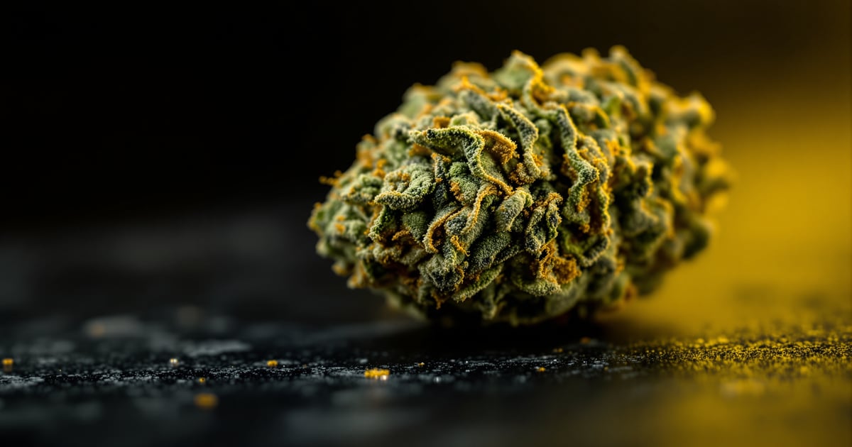 Tangie - Effects, Terpenes & Queens Availability | Terp Bros NYC